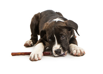 Wall Mural - Cute Puppy Chewing on Bully Stick