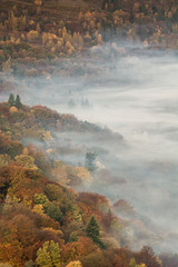 Wall Mural - autumnal colours in forest trees with lingering fog over grasmere in the english lake district.