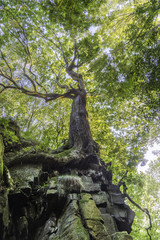 Wall Mural - sunlight filtering through tree canopies with green summer foliage.
