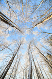 Fototapeta Na sufit - Snow covered tree perspective view looking up