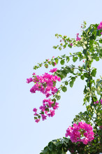 Blooming Branches Of Purple Bougainvillea On Blue Sky Background, Local Focus, Shallow DOF