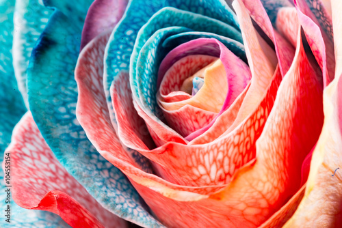 Naklejka dekoracyjna Rainbow Rose, close-up, macro.