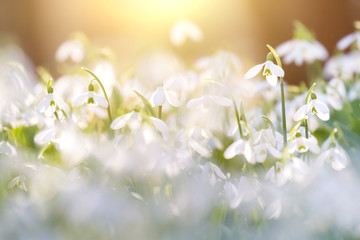 Snowdrops blooming in sunny day. Spring has arrived.