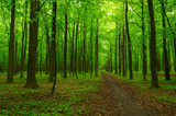 Fototapeta Krajobraz - green forest