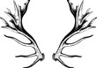 Vintage drawing deer antlers