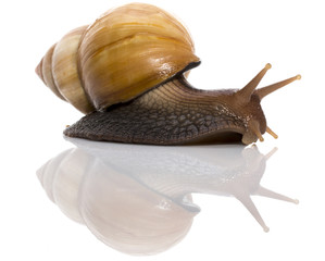 Garden Snail in front of white background