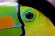 Close-up of a Keel Billed toucan in costa rica central america