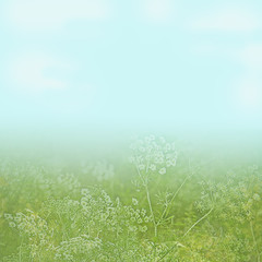 flower field under a light blue sky background