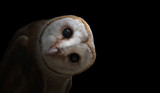 Fototapeta Zwierzęta - common barn owl ( Tyto albahead ) close up
