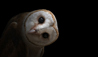 Wall Mural - common barn owl ( tyto albahead ) close up