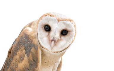 Wall Mural - common barn owl ( tyto albahead ) isolated
