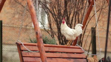 White Cock On Swing/funny White Rooster Swinging On The Village Swing