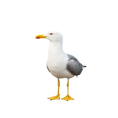 Wall Mural - Seagull, isolated on white background