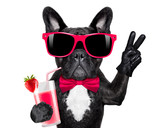 Fototapeta Psy - cocktail smoothie dog