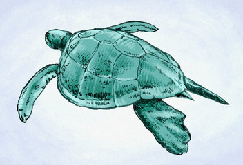 Wall Mural - engrave ink draw turtle illustration