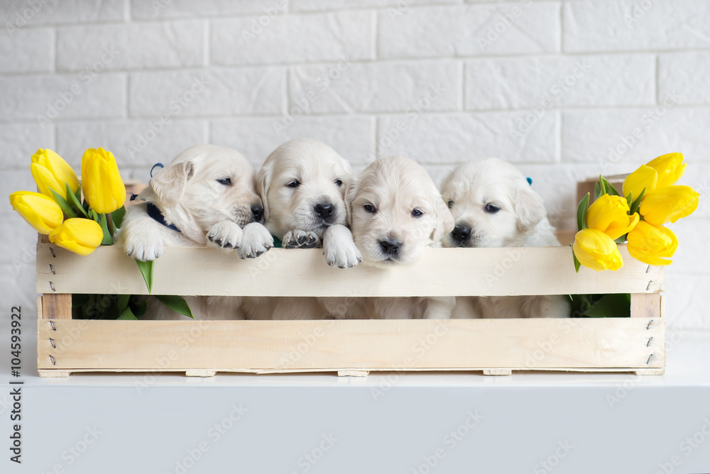 four golden retriever puppies in a box - obrazy, fototapety, plakaty 