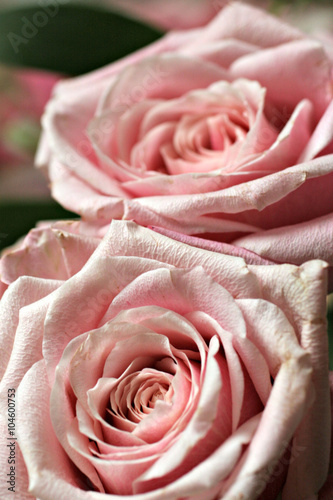 Naklejka na szybę Pink Roses