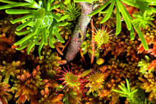 A Carnivorous Round-leaved Sundew Plant (Drosera Rotundifolia) In A Northern Wisconsin Bog.