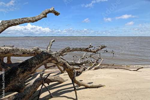 Arbre Mort Sur La Plage Davala Yalimapo Guyane Française