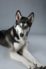 Canvas Print - Young Husky in headphones laying on grey background