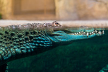 Crocodile Head Protruding Out Of The Water Close-up