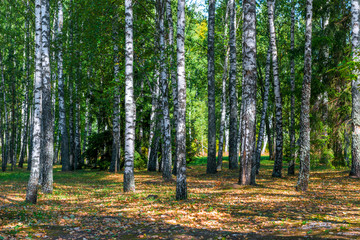 Wall Mural - Russian birch forest in early autumn at dawn