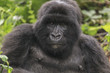 © rjcoulstock - Adult gorilla in the jungle of Rwanda