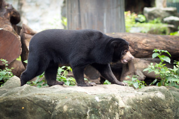 honey bear