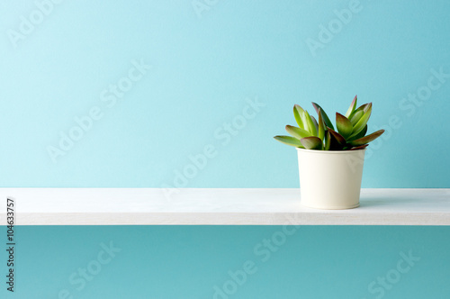 Foto Blauer Hintergrund und Regale und Succulents