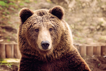 bear