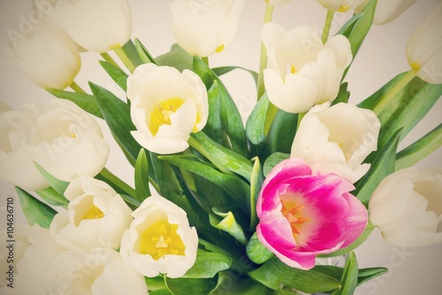 Fototapeta na wymiar bouquet from white flowers of tulips and one red closeup