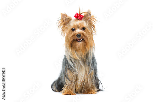 Fotomural Beautiful yorkshire terrier sitting