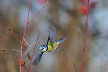 Flying Blue Tit In Snowball Bushes