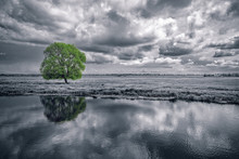 Black And White Landscape And Green Tree