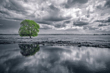 black and white landscape and green tree