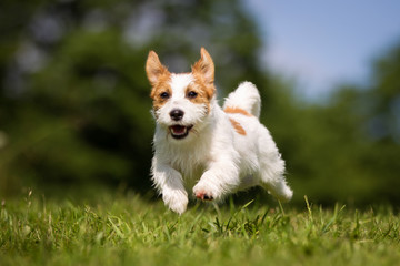 Poster - Jack Russell Terrier dog outdoors on grass