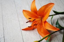 Orange Asiatic Lily Flower Bloom With Anthers And Pollen