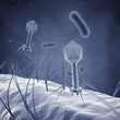 Bacteriophage viruses infecting bacterial cells,Bacterial viruses