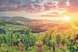 Fototapeta  - Panorama of Burgundy vineyards . France