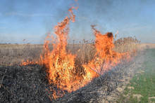 Burning Dry Grass And Reeds