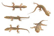 House gecko or Half-toed gecko or House lizard  isolate on white background