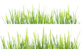 Fototapeta Panele - Green grass panorama isolated on white background