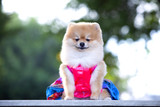 Fototapeta Zwierzęta - Pomeranian beautiful dog