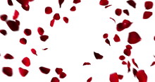 Red Heart Of Rose Petals Flying With Vortex On White Background, Love And Valentine Day Concept, Zoom In Movement Camera