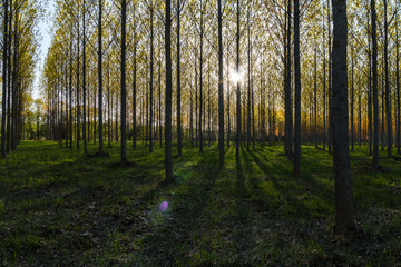 Chopera. Bosque de Chopo canadiense al atardecer. Populus canadensis.