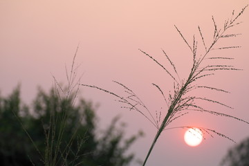  Dry Grass on Evening sky background.