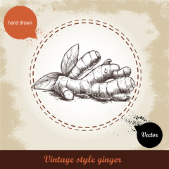 Ginger root illustration. Vintage retro background with hand drawn sketch ginger root. Herbs and spices vector illustration