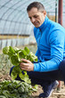 Farmer harvesting spinach