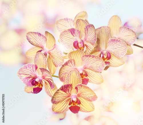 Naklejka - mata magnetyczna na lodówkę orchid flower on white background