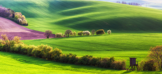 Wall Mural - landscape with agricultural fields